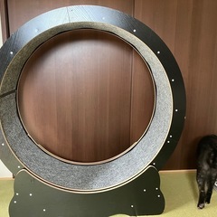 キャットホイール　猫
