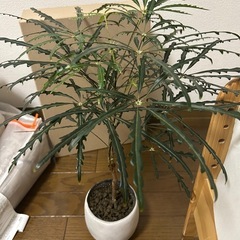 観葉植物 　アラレア 鉢セット の画像