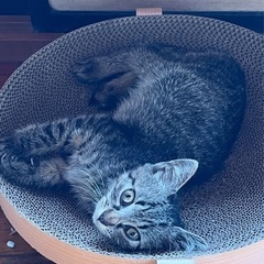 【里親募集】生後約2ヶ月・キジトラ♂子猫　差し上げます。