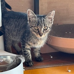 【里親募集】生後約2ヶ月・キジトラ♂子猫　差し上げます。 − 宮城県