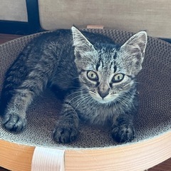 【里親募集】生後約2ヶ月・キジトラ♂子猫　差し上げます。 - 仙台市