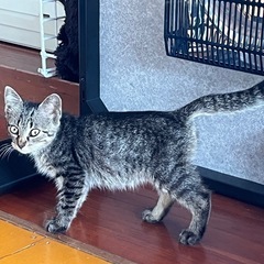 【里親募集】生後約2ヶ月・キジトラ♂子猫　差し上げます。 - 猫