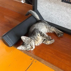 【里親募集】生後約2ヶ月・キジトラ♂子猫　差し上げます。 - 里親募集