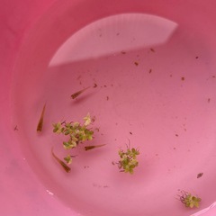 メダカ稚魚　5匹の画像