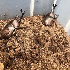 カブトムシ　雄の画像