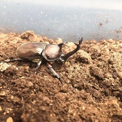 カブトムシ　雄の画像