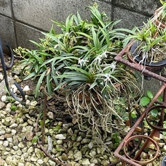 鉢植
