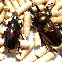 ニジイロクワガタ　(レッド系)　１ペア (♂♀)　世界一美しいクワガタ