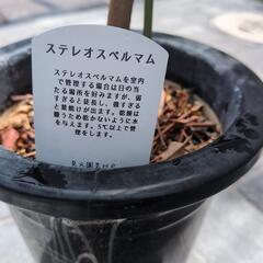 観葉植物　値下げしました😊　ステレオスペルマムの画像