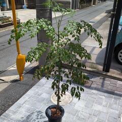 観葉植物　値下げしました😊　ステレオスペルマムの画像