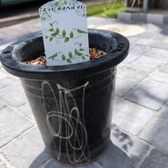 観葉植物　値下げしました😊　ステレオスペルマムの画像