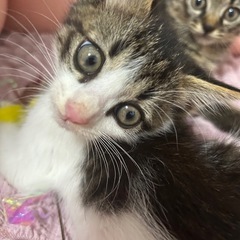 生後1ヶ月半の可愛い兄妹