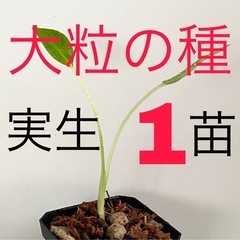 大粒のモンステラデリシオーサの種から生育した実生です！1苗（株）Ｃ⑦