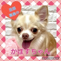 引退犬の里親募集★チワワのかぼすちゃん★