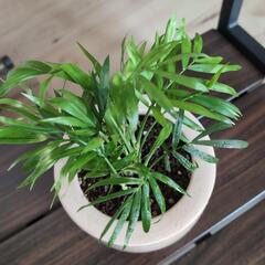 観葉植物　値下げしました😊鉢＆皿付きの画像