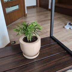 観葉植物　値下げしました😊鉢＆皿付きの画像