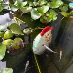 浮陶器 魚 水玉 1点