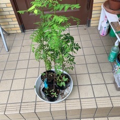 山椒の苗　の画像