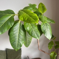 観葉植物フィカス アルテシマの画像