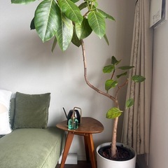 観葉植物フィカス アルテシマの画像