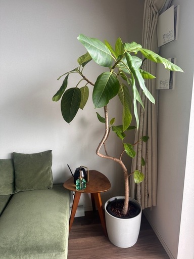 観葉植物フィカス アルテシマ