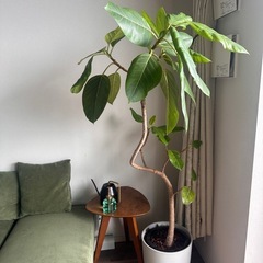 観葉植物フィカス アルテシマの画像