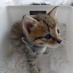 生後1か月　キジトラ男の子　里親さん募集します🐈（お話し中）