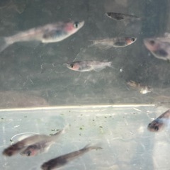 和墨メダカ若魚~生魚-1匹の画像