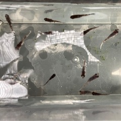 和墨メダカ若魚~生魚-1匹の画像
