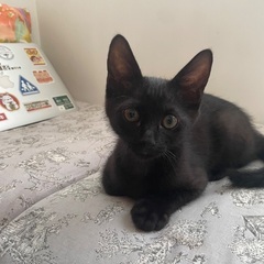 元気いっぱいの子猫ちゃん