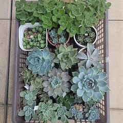 【観葉植物】多肉植物いろいろ_3