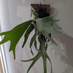 ビカクシダ　ギンカ(P. ginka)　観葉植物　コウモリランの画像