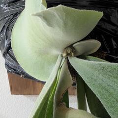 ビカクシダ　ギンカ(P. ginka)　観葉植物　コウモリランの画像