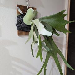 ビカクシダ　ギンカ(P. ginka)　観葉植物　コウモリランの画像