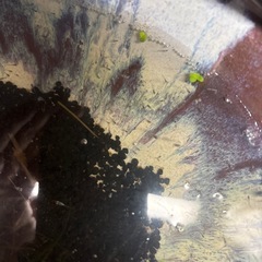 幹之稚魚30匹　　の画像