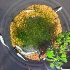 幹之稚魚30匹　　の画像