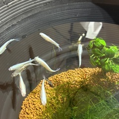 幹之稚魚30匹　　の画像