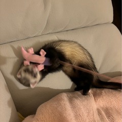 フェレット5ヶ月女の子〈マーシャルフェレット）※情報更新 - その他