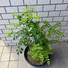 　①シマトネリコ　の画像