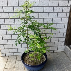 　①シマトネリコ　