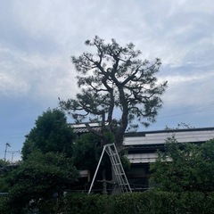 庭木　剪定　伐採 - 京丹後市