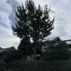 庭木　剪定　伐採
