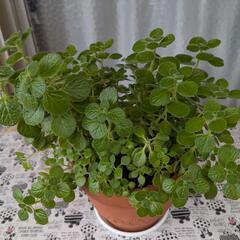決まりました　　観葉植物　　鉢植えアロマティカス　　⑤