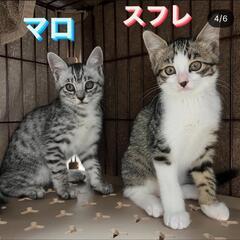 可愛い４兄妹