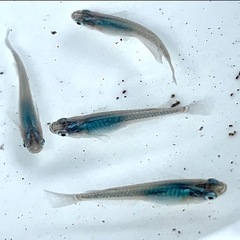めだか:ブラックオパールシャドー　まるこうメダカ
