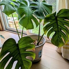 モンステラ差し上げます（無料）