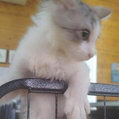 生後2ヶ月〜の子猫メイン譲渡会★