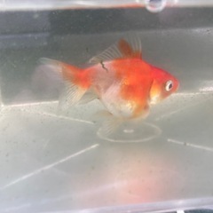 金魚　ショートテール琉金①　4-5cmくらいの画像