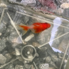 金魚　ショートテール琉金①　4-5cmくらいの画像