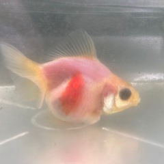 金魚　ショートテール琉金　② 4-5cmくらいの画像
